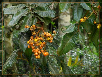 picture of tamarind tree